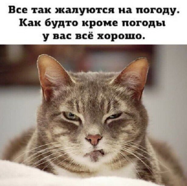 Все так жалуются на погоду Как будто кроме погоды у вас всё хорошо