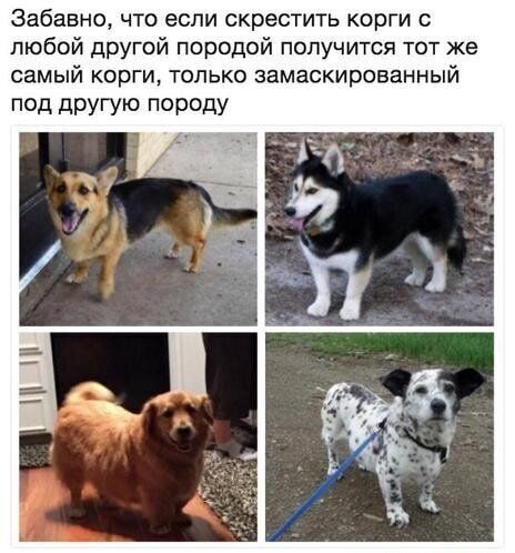 Забавно что если скрестить корги любой другой породой получится тот же самый корги только замаскированный пед другую погюду