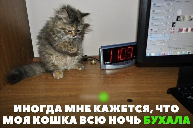 ИНОГДА МНЕ КАЖЕТСЯ ЧТО МОЯ КОШКА ВСЮ НОЧЬ