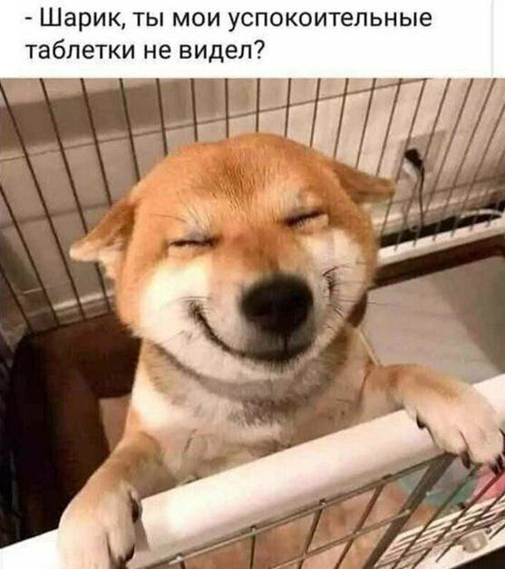 Шарик ты мои успокоительные таблетки не видел