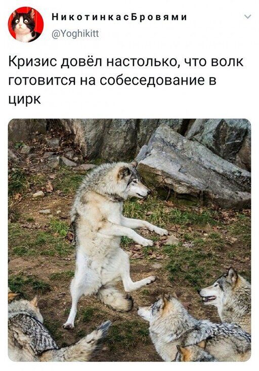 НикотиикасБровями фиш КРИЗИС ДОВЁЛ НЭСТОЛЬКО ЧТО ВОЛК ГОТОВИТСЯ на собеседование В цирк