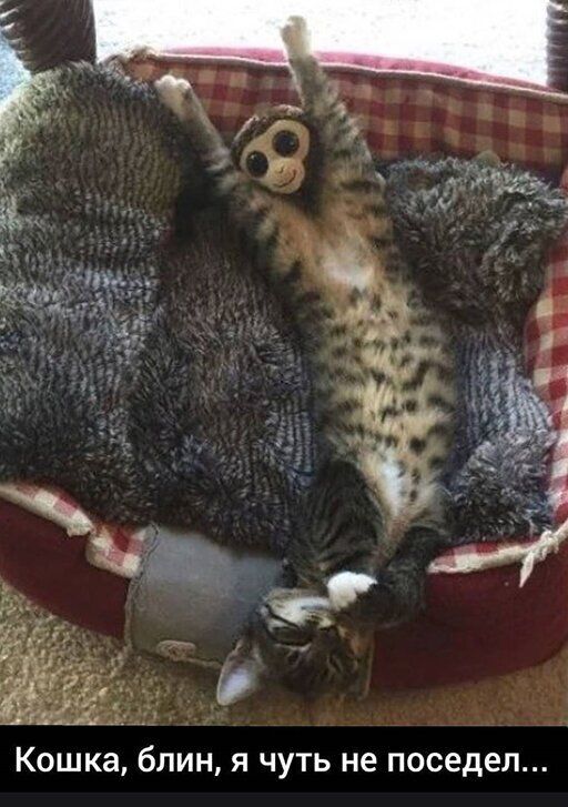 Кошка блин я чуть не поседел