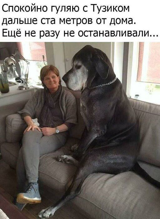 Спокойно гуляю с Тузиком дальше ста метров от дома Ещё не разу не останавливали 7