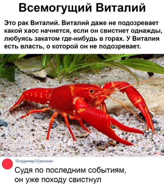 Всемогущий Виталий Это рак Виталий Виталий даже не подозревает какой хаос начнется если он свистнет однажды любуясь закатом где нибудь в горах У Виталия есть власть о которой он не подозревает Судя по последним событиям он уже походу свистнул