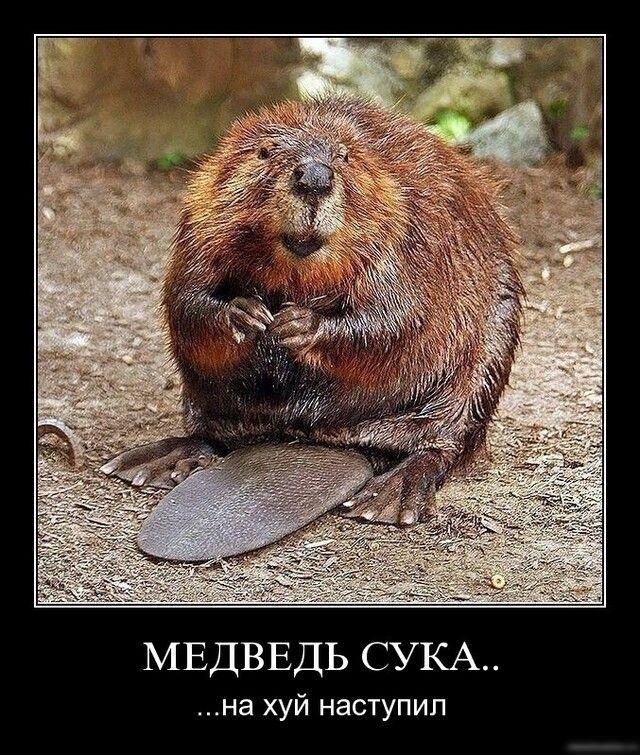 МЕДВЕДЬ СУКА на хуй наступил