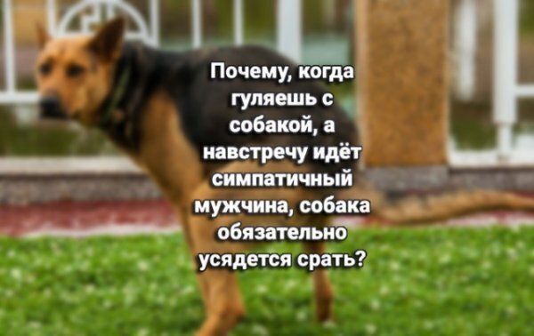 Почему когда гуляешь собакй _ Ёт симптчиыи мужчина собака обязателый усядется срать