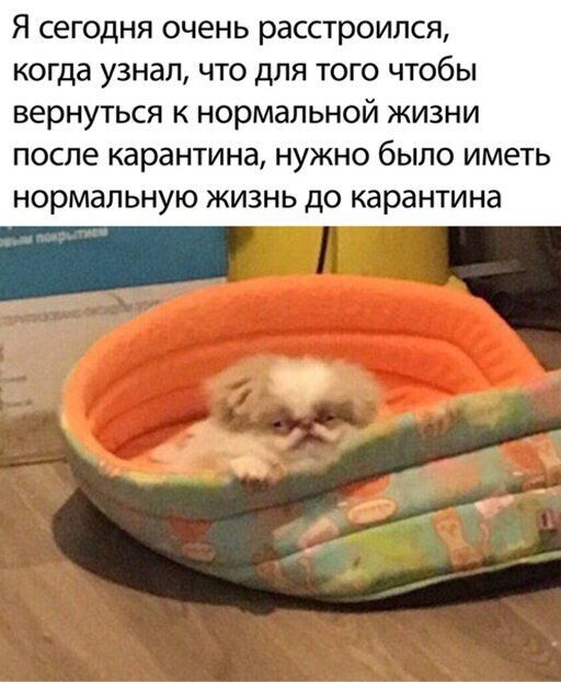 Я сегодня очень расстроился КОГДЗ УЗНЗЛ ЧТО дЛЯ ТОГО ЧТОбЫ вернуться К НОРМЗЛЬНОЙ ЖИЗНИ ПОСЛЕ карантина НУЖНО бЫЛО ИМЭТЬ НОРМЭПЬНУЮ ЖИЗНЬ ДО КЭРЭНТИНЭ