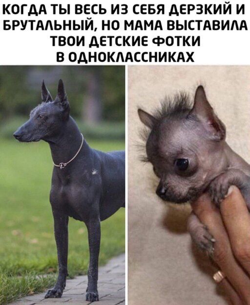 КОГДА ТЫ ВЕСЬ ИЗ СЕБЯ АЕРЗКИЙ И БРУТААЬНЫЙ НО МАМА ВЫСТАВИАА ТВОИ дЕТСКИЕ ФОТКИ В ОДНОКААССНИКАХ
