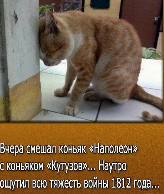 Вчера смешал коньяк Наполеон с коньяком Кунзов Наутро ощутил всю тяжесть войны 1812 года