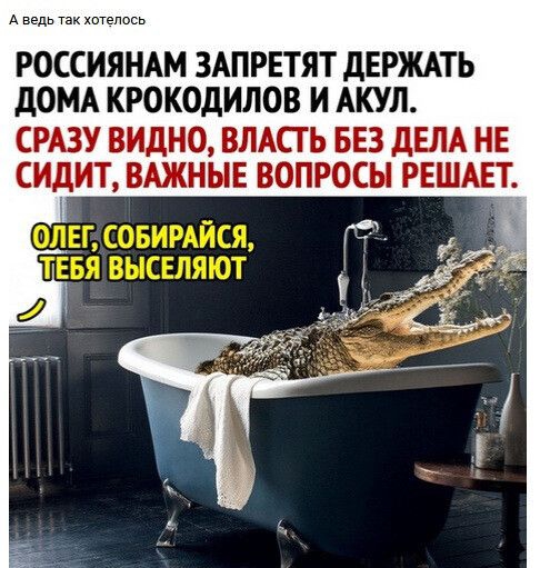 АБ веьд РОССИЯНАМ ЗАПРЕТЯТ дЕРЖАТЬ дОМА КРОКОДИЛОВ И АКУЛ СРАЗУ ВИДНО ВЛАСТЬ БЕЗ дЕЛА НЕ СИДИТ ВАЖНЫЕ ВОПРОСЫ РЕШАЕТ