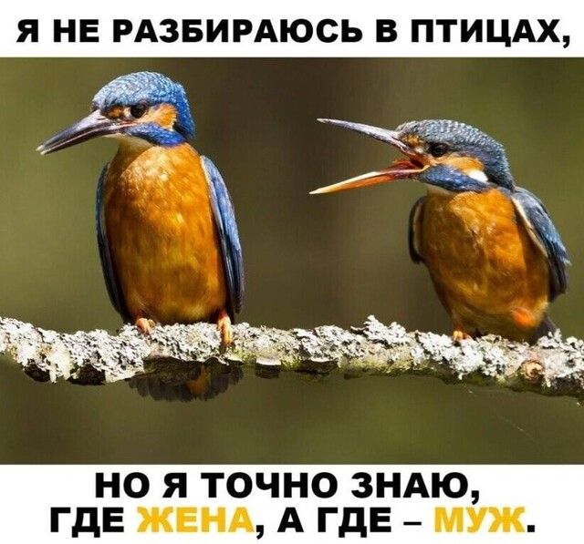 Я НЕ РАЗБИРАЮСЬ В ПТИЦАХ НО Я ТОЧНО ЗНАЮ ГДЕ ЖЕНА А ГДЕ МУЖ