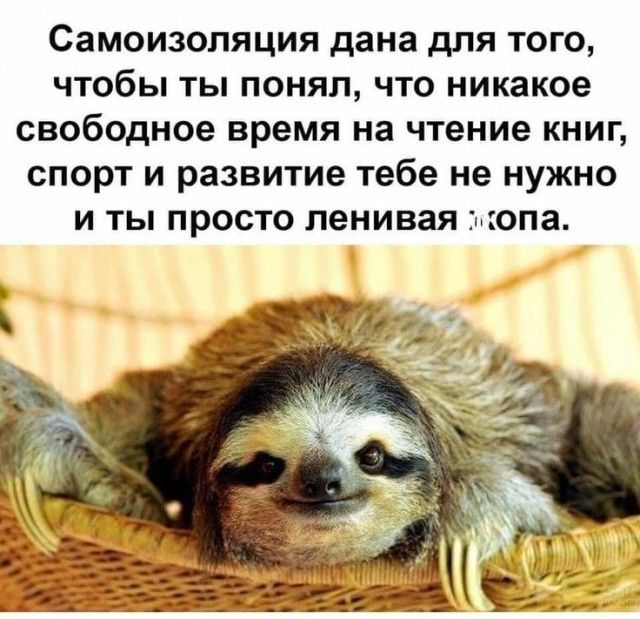 Самоизоляция дана для того чтобы ты понял что никакое свободное время на чтение книг спорт и развитие тебе не нужно и ты просто ленивая шопа