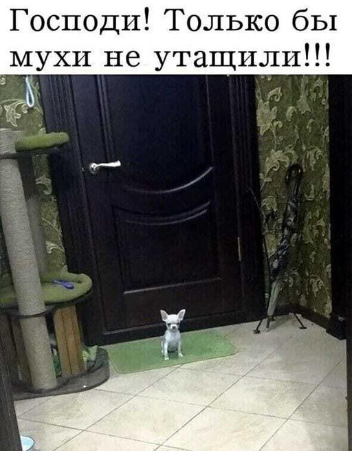 Господи Только бы мухи не утащили