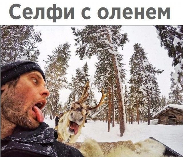 Селфи оленем