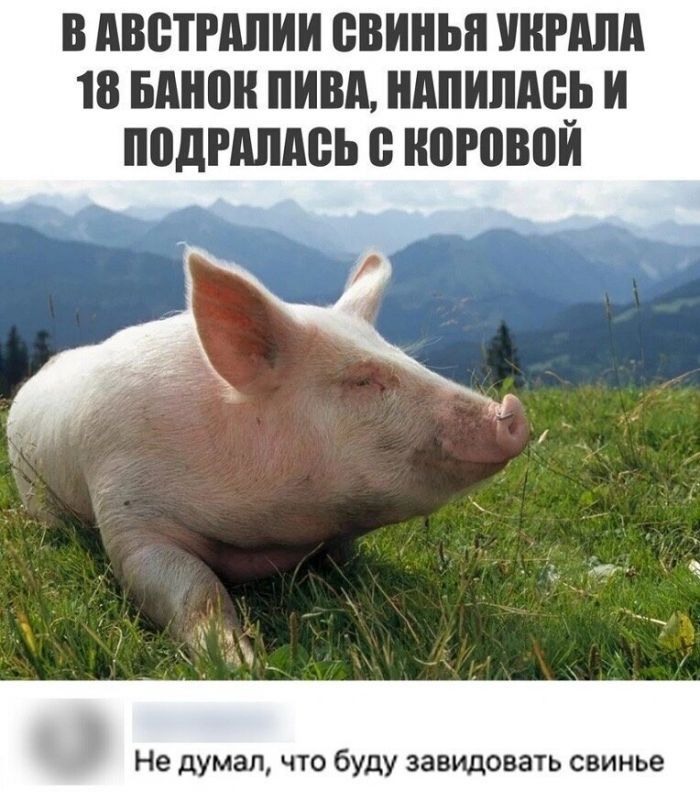 В АВСТРАПИИ свинья НРПА 18 БАШ ПИВА НАПИПАЧЬ И ППДРМШВЬ В НПРВВПИ Не думал что буду завидовать свинье