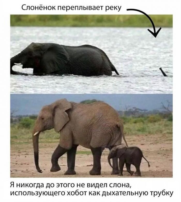 Спонёнок переплывает реку Я никогда до этого не видел слона использующего хобот как дыхательную трубку