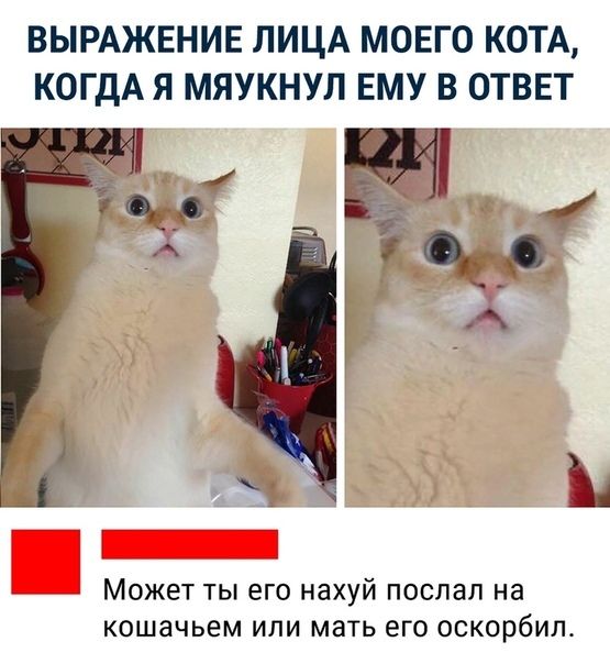 ВЫРАЖЕНИЕ ЛИЦА МОЕГО КОТА КОГДА Я МЯУКНУЛ ЕМУ В ОТВЕТ Ъ М_ОЖЕТ ТЫ его нахуй ПОСПЗП на КОШНЧЬЕМ ИЛИ МЗТЬ его оскорбил