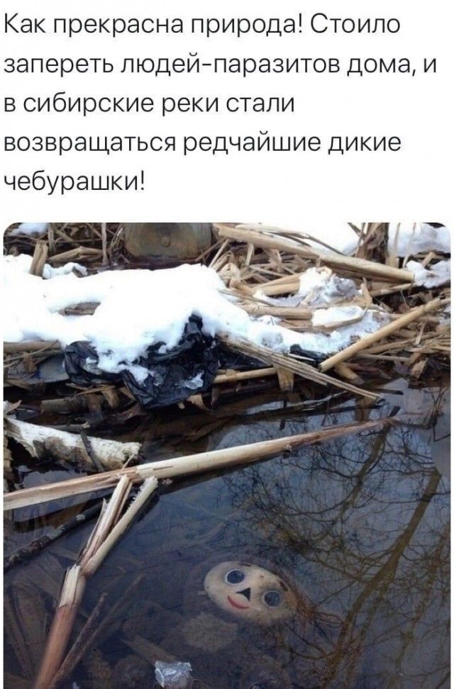Как прекрасна природа Стоило запереть людейпаразитов дома и в сибирские реки стали возвращаться редчайшие дикие чебурашки