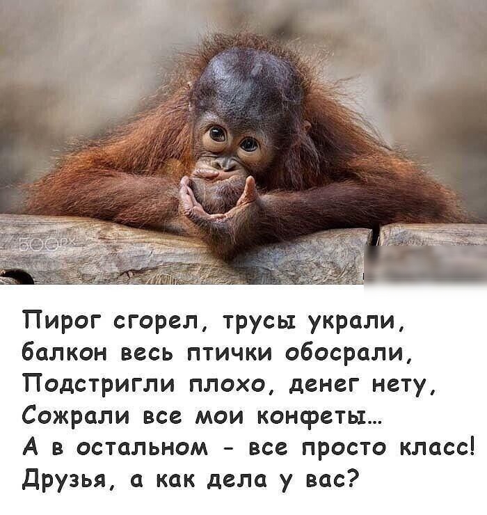 Пирог сгорел трусы украли балкон весь птички обосрали Подстригли плохо денег нету Сожрали все мои конфеты А в остальном все просто класс Друзья как дела у вас