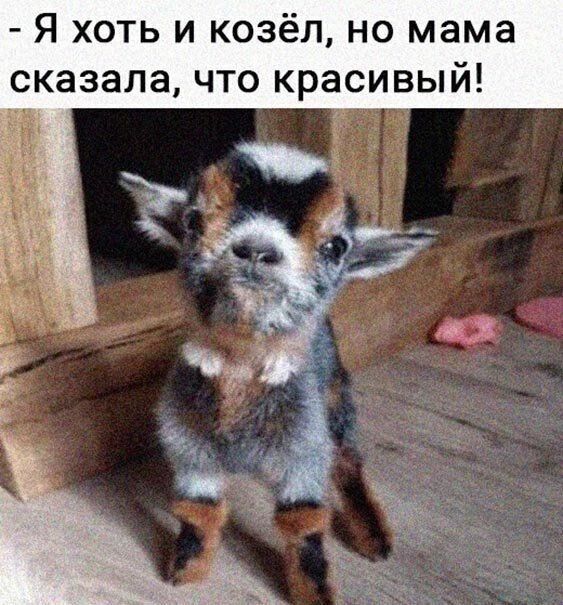 Я хоть и козёл но мама сказала что красивый