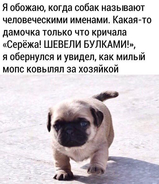 Я обожаю когда собак называют человеческими именами Какая то дамочка только что кричала Серёжа ШЕВЕЛИ БУЛКАМИ я обернулся и увидел как милый мопс ковылял за хозяйкой