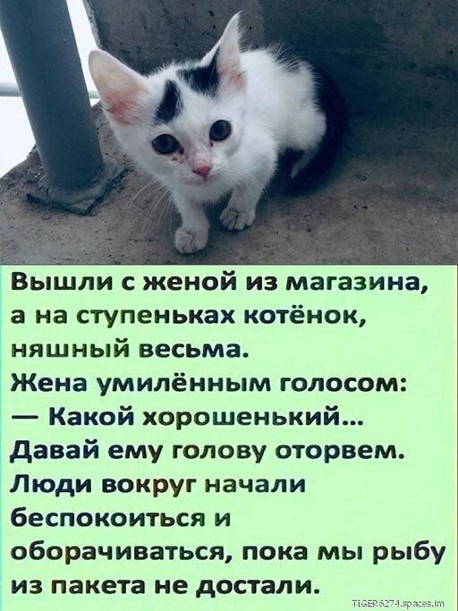 Вышли с женой из магазина а на ступеньках котёнок няшный весьма Жена умилённым голосом Какой хорошенький давай ему голову оторвем Люди вокруг начали беспокоиться и оборачиваться пока мы рыбу из пакета не достали