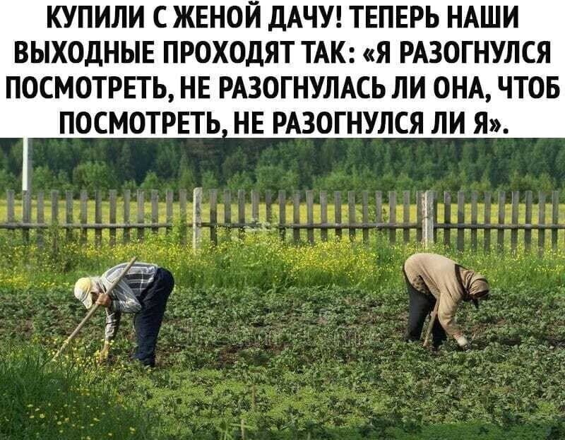 КУПИЛИ С ЖЕНОЙ ДАЧУ ТЕПЕРЬ НАШИ ВЫХОДНЫЕ ПРОХОДЯТ ТАК Я РАЗОГНУЛСЯ ПОСМОТРЕТЬ НЕ РАЗОГНУЛАСЬ ЛИ ОНА ЧТОБ ПОСМОТРЕТЬ НЕ РАЗОГНУЛСЯ ЛИ Я