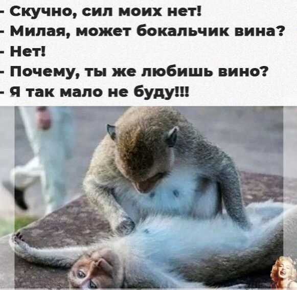 Скучно сип моих нет Милая может бокапьчик вина Нет Почему ты же любишь вино я так мало не буду