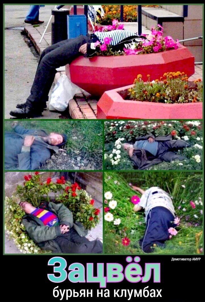 ёацвел бурьян на клумбах