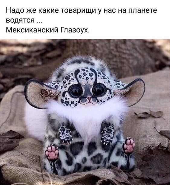 Надо же какие товарищи у нас на планете водятся Мексиканский Глазоух