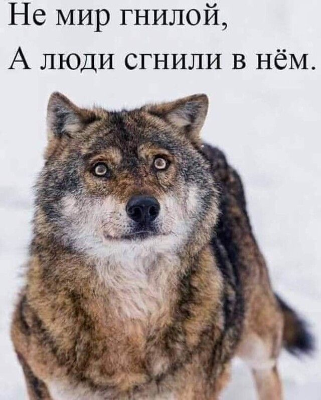 Не мир гнилой А люди сгнили в нём