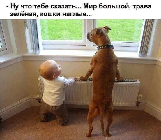 Ну что тебе сказать Мир большой трава зелёная кошки наглые