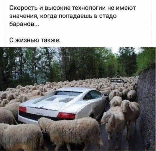 СКОрОСТЬ И ЕЫСОКИЭ ТеХНОЛОГИИ не ИМЕЮТ значения когда попадаешь в стаде баранов С жизнью также