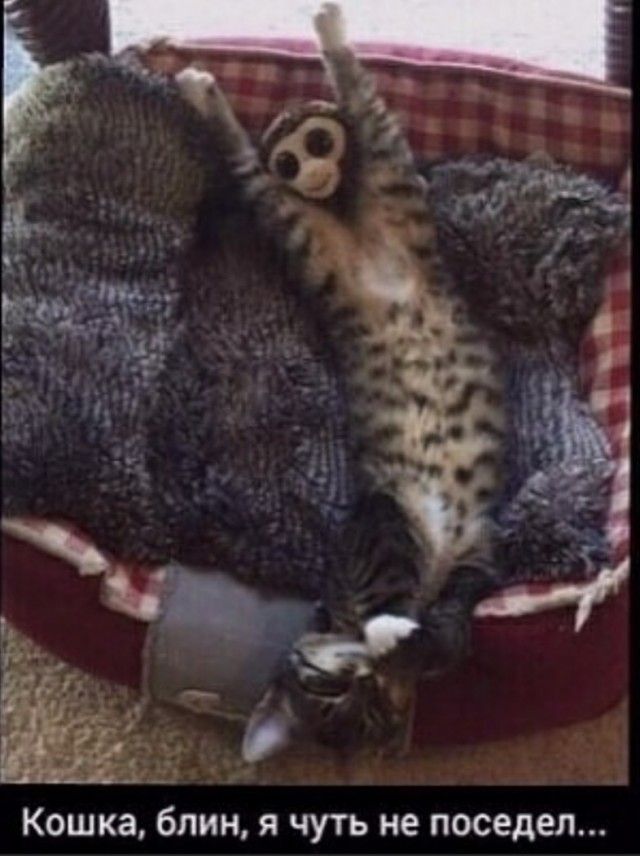 КОШКЗ блин Я ЧУТЬ не ПОСЕДЕЛ
