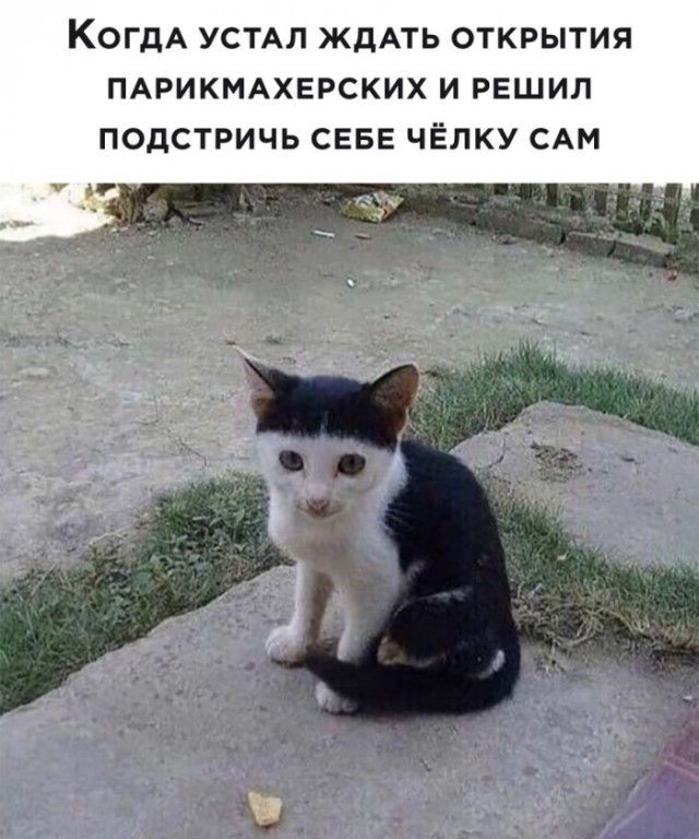 КОГДА УСТАЛ ЖДАТЬ ОТКРЫТИЯ ПАРИКМАХЕРСКИХ И РЕШИЛ ПОДСТРИЧЬ СЕБЕ ЧЁЛКУ САМ
