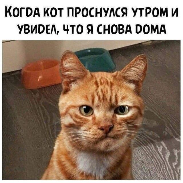 Когод кот проснулся утром и увидел что я СНОВА оомд