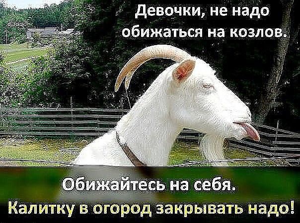 ч деводки не надо обижаться на козла КалИтку бр дз крывать Надоі
