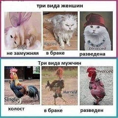 три вида женшин холост в браке разведен