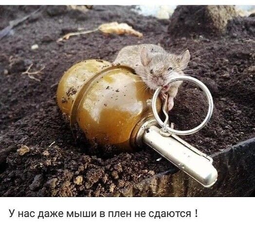 У НВС даже МЫШИ В плен не сдаются