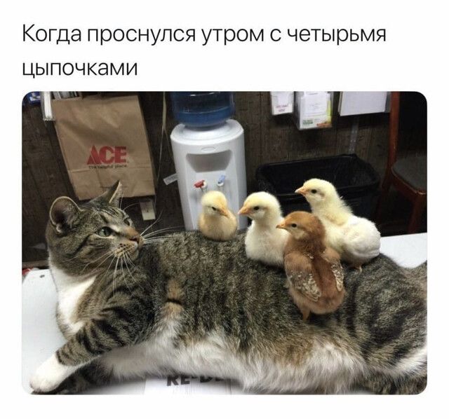 Когда проснулся утром с четырьмя цыпочками
