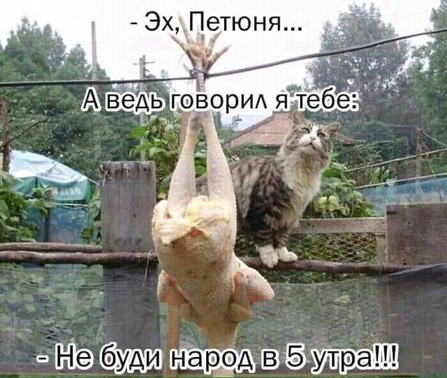 П41
