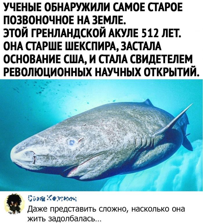 УЧЕНЫЕ ОБНАРУЖИЛИ САМОЕ СТАРОЕ ПОЗВОНОЧНОЕ НА ЗЕМЛЕ ЭТОЙ ГРЕНЛАНДСКОЙ АКУЛЕ 512 ЛЕТ ОНА СТАРШЕ ШЕКСПИРА ЗАСТАЛА ОСНОВАНИЕ США И СТАЛА СВИДЕТЕЛЕМ РЕВОЛЮЦИОННЫХ НАУЧНЫХ ОТКРЫТИЙ 5 1 559 РЖ ъ _ Даже предсгавить сложно насколько она ЖИТЬ ЗЭДОЛбдЛдСЬ