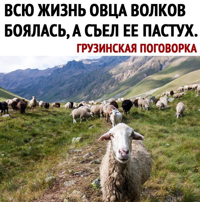 ВСЮ ЖИЗНЬ ОВЦА ВОЛКОВ БОЯЛАСЬ А СЬЕЛ ЕЕ ПАСТУХ грузинсщ поговоркд