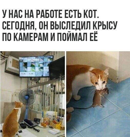 У НАС НА РАБОТЕ ЕСТЬ КОТ СЕГОДНЯ ПН ВЫСЛЕДИП КРЫСУ ПО КАМЕРАМ И ППИМАЛ ЕЕ