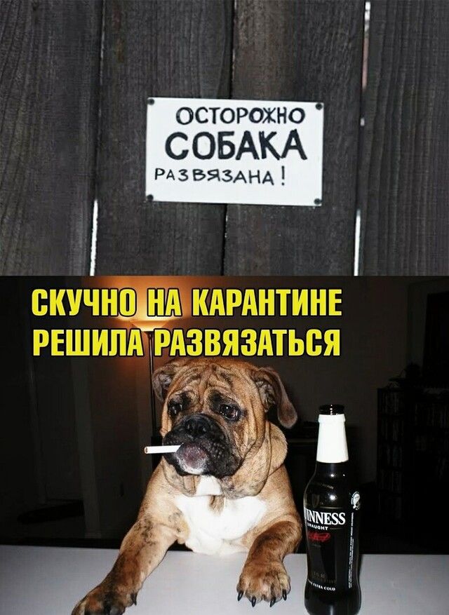 ОСТОРОЖНО СОБАКА рдзвязАнА ВКУЧНКАРАНТИНЕ рвшипщрдзвяздться