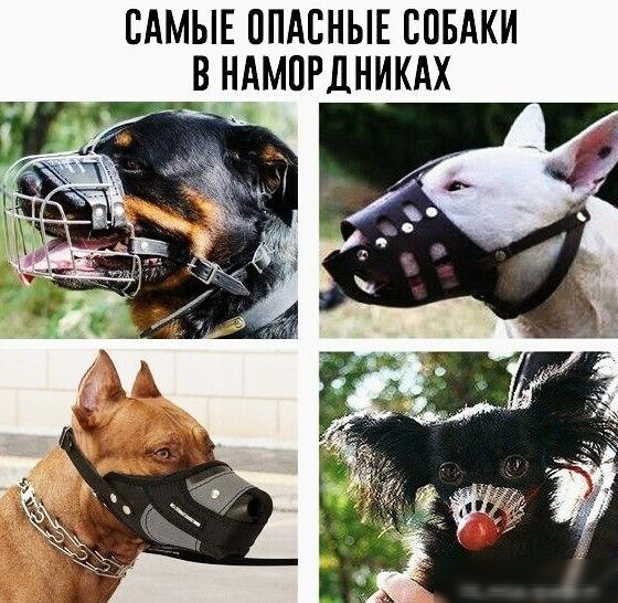 САМЫЕ ППАБНЫЕ ППБАКИ В НАМПРДНИКАХ