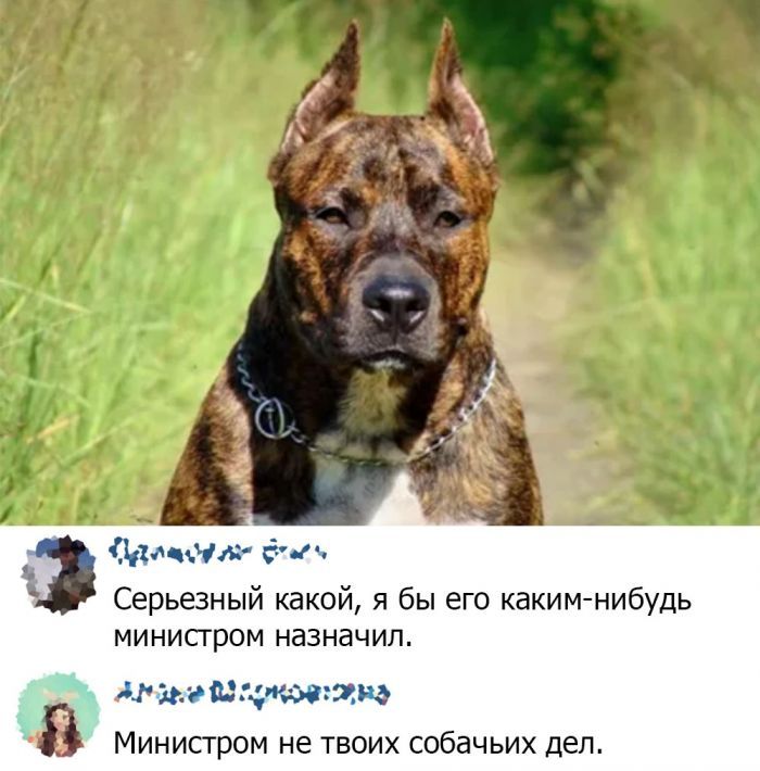 _ Ми чил ётч Серьезный какой я бы его какимнибудь минисгром назначил 3э0щид Министром не твоих собачьих деп