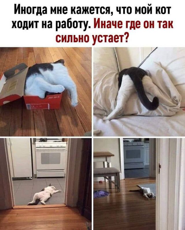 Иногда мне кажется что мой кот ходит на работу Иначе где он так сильно устает