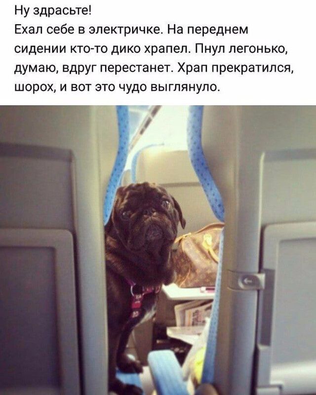 Ну здрасьте Ехал себе в электричке На переднем сидении ктото дико храпел Пнуп легонько думаю вдруг перестанет Храп прекратился шорох и вот это чудо выглянуло