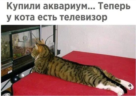 Купили аквариум Теперь у кота есть телевизор